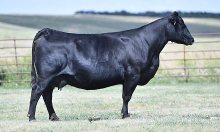 Angus Embryos For Sale:  SB10-2714