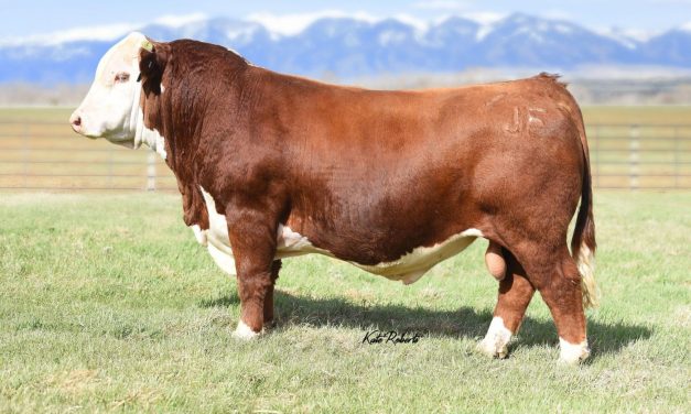 Hereford Semen For Sale:  SB10-2740