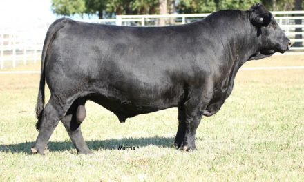 Limousin Semen For Sale:  SB10-2721