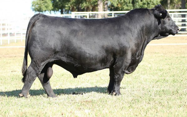 Limousin Semen For Sale:  SB10-2721