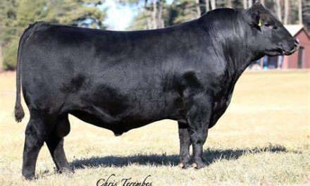 Angus Semen For Sale:  SB10-2739