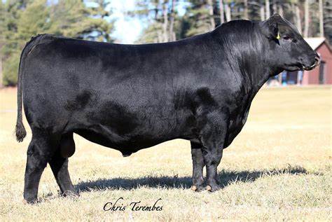 Angus Semen For Sale:  SB10-2739