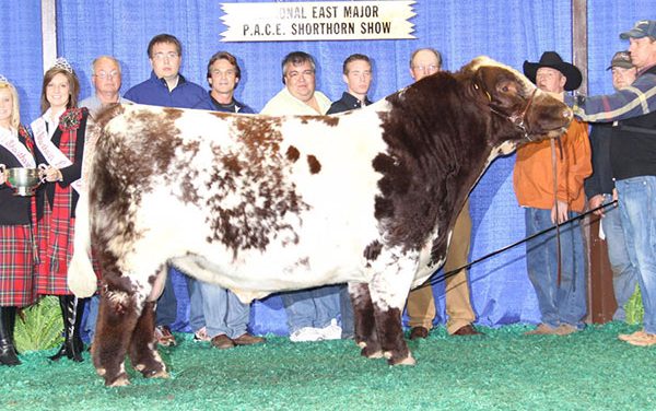 Shorthorn Semen For Sale:  SB10-3056