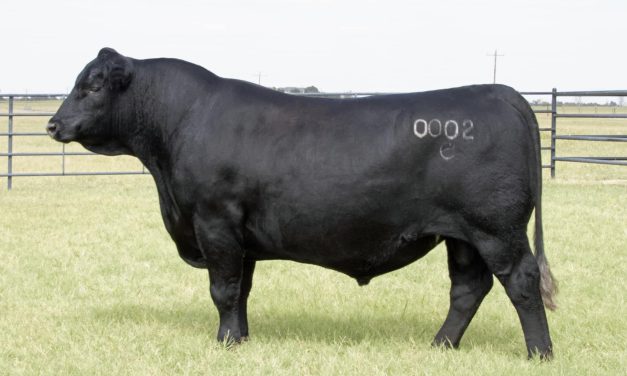 Angus Semen For Sale:  SB10-2786
