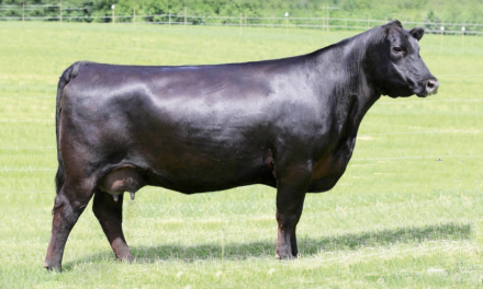 Angus Embryos For Sale:  SB10-2729