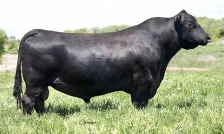 Angus Semen For Sale:  SB10-3472