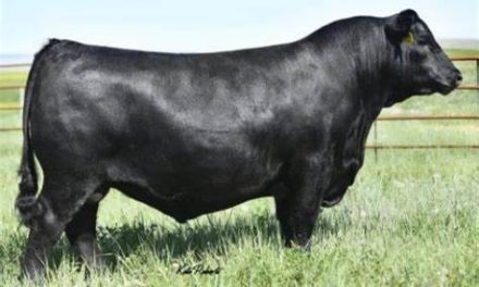 Angus Semen For Sale:  SB10-4285