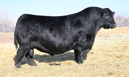Angus Semen Wanted:  SB10-4085