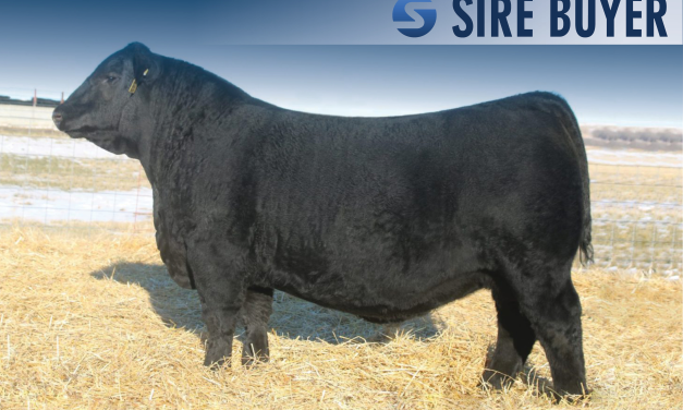 Angus Semen For Slale:  SB10-2892