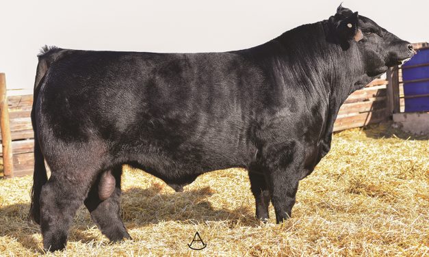 Limousin Semen For Sale:  SB10-2761
