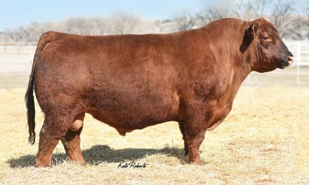 Red Angus Semen For Sale:  SB10-2773