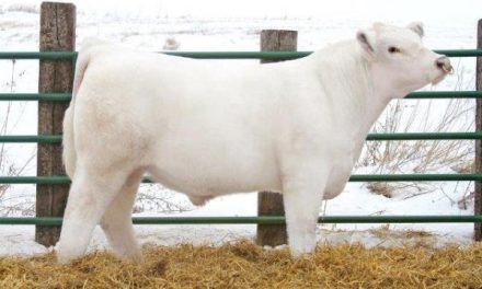 Shorthorn Semen For Sale:  SB10-2774