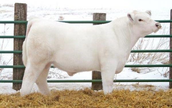 Shorthorn Semen For Sale:  SB10-2774