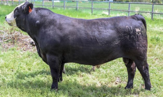 Black Hereford Semen For Sale:  SB10-2796