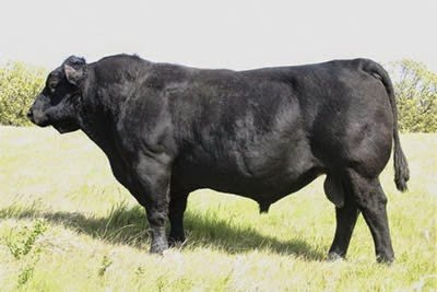 Angus Semen For Sale:  SB10-2785