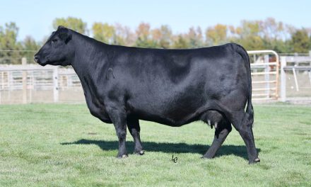 Angus Embryos For Sale:  SB10-3991