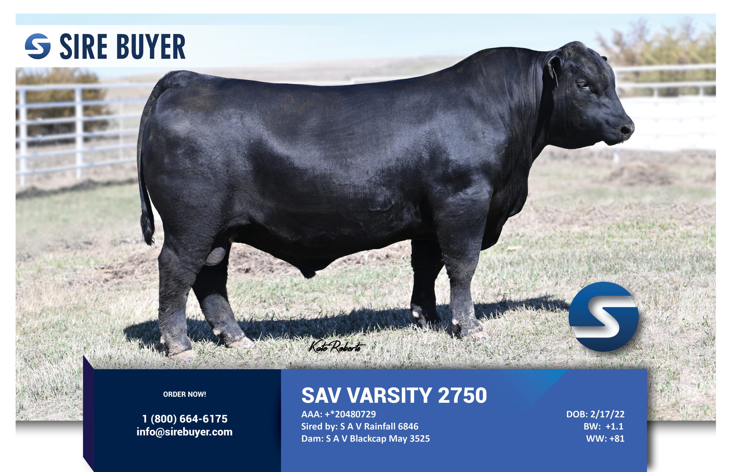 Website - sav varsity 2750