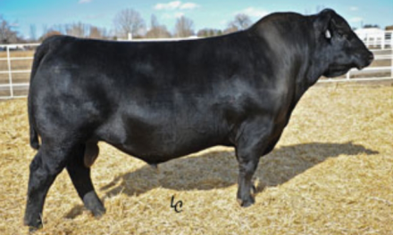 Angus Semen Wanted:  SB10-2770