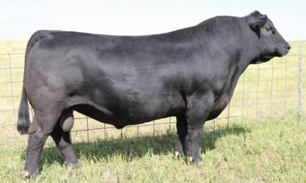 Angus Semen For Sale:  SB10-2792