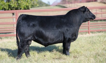 Angus Semen For Sale:  SB10-2828