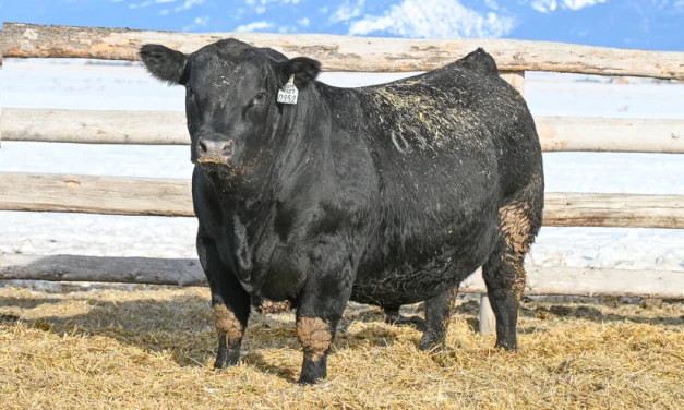 Angus Embryos For Sale:  SB10-2827