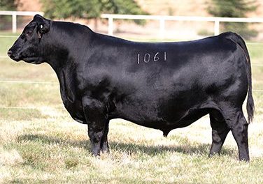 Angus Semen For Sale:  SB10-3437
