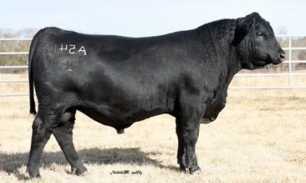 Angus Embryos For Sale: SB10-2812