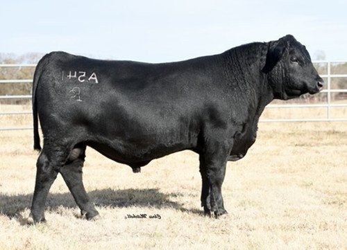 HPCA Vision A541