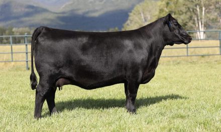 Angus Embryos For Sale:  SB10-2820