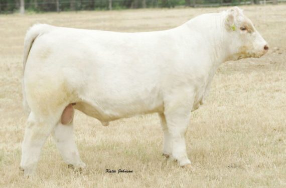 Charolais Semen For Sale:  SB10-2824