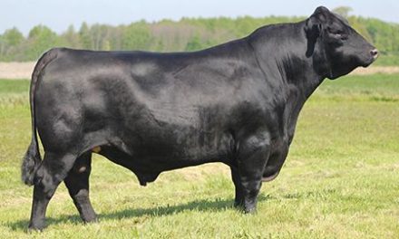 Angus Semen For Sale:  SB10-2807