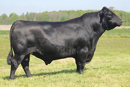 Angus Semen For Sale:  SB10-2807