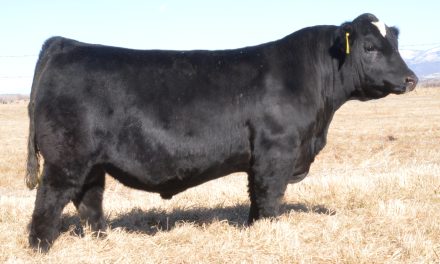 Simmental Semen For Sale:  SB10-2802