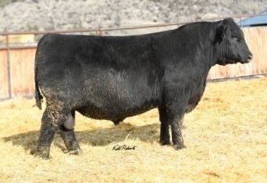 Angus Semen For Sale:  SB10-2819