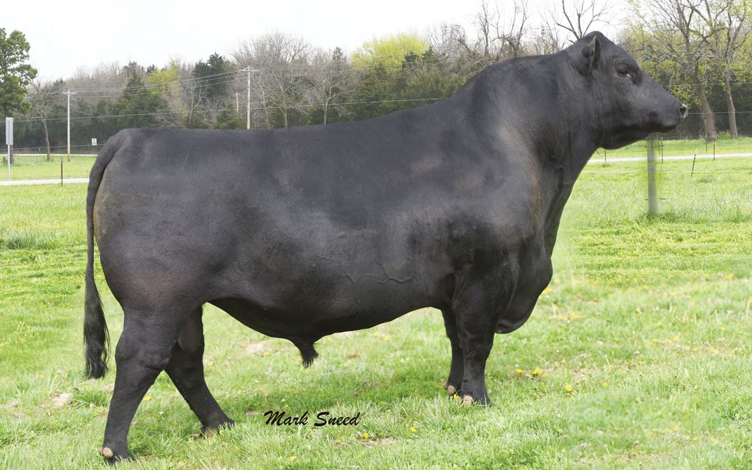 Angus Semen For Sale:  SB10-2851