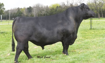 Angus Semen For Sale:  SB10-2851