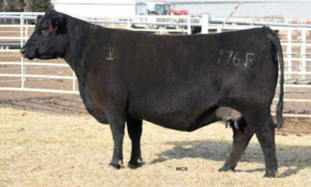 Angus Embryos For Sale:  SB10-2839