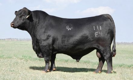 Brangus Embryos For Sale:  SB10-2852