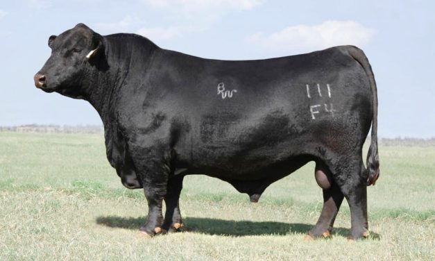 Brangus Embryos For Sale:  SB10-2852