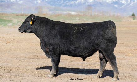 Angus Semen For Sale:  SB10-2866