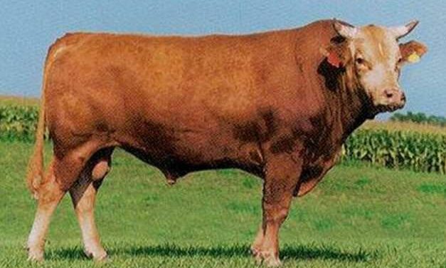 Akaushi Semen For Sale:  SB10-2865