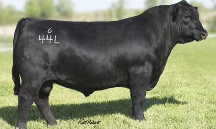 Angus Semen For Sale:  SB10-2868