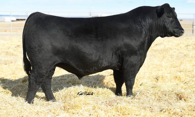 Angus Semen For Sale:  SB10-2845