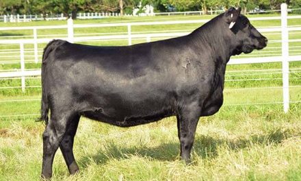 Angus Embryos For Sale:  SB10-2846