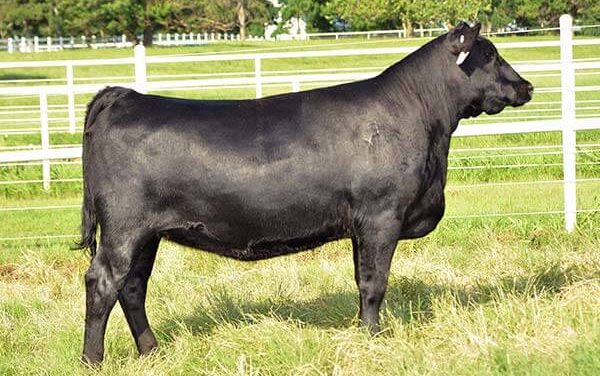 Angus Embryos For Sale:  SB10-2846