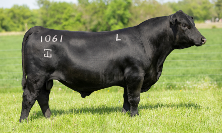 Angus Embryos For Sale:  SB10-2843