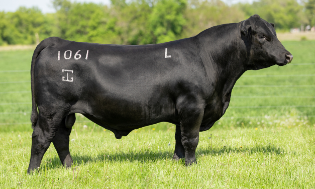 Angus Embryos For Sale:  SB10-2843