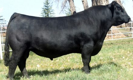 Angus Semen For Sale:  SB10-2844