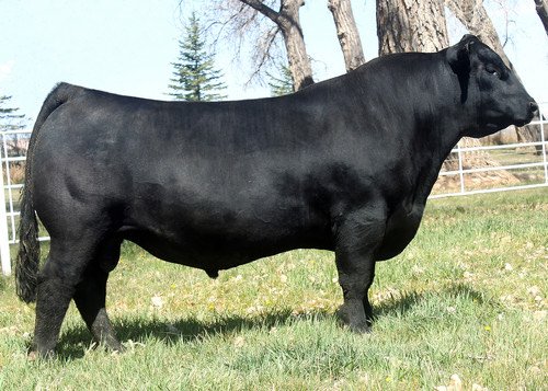 Angus Semen For Sale:  SB10-2844