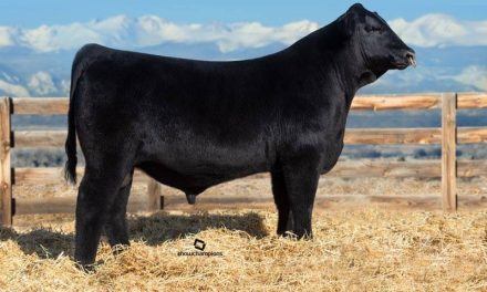 Angus Semen For Sale:  SB10-2855